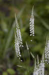 Boykin's milkwort